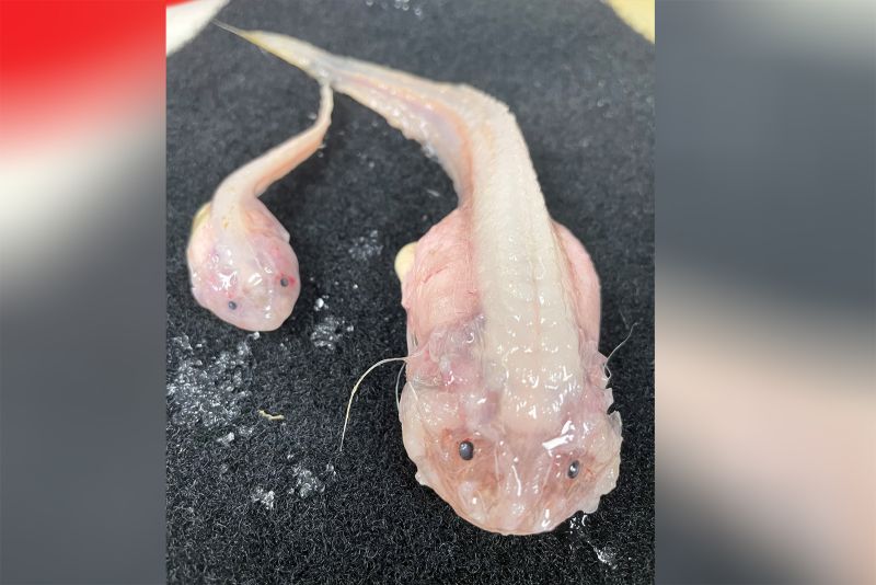 These two fish were caught at a depth of just over 8,000 meters in the Japan Trench in the northern Pacific Ocean. 
